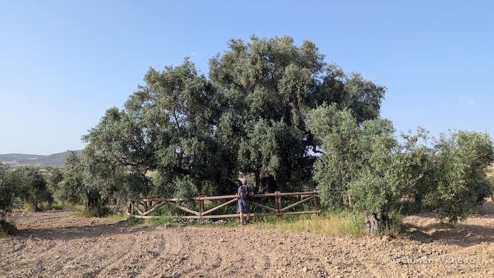Árbol Singular Extremadura